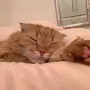 なーな