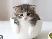 いちごみるくの画像
