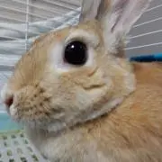 ふじじ
