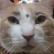 トラちゃんの画像