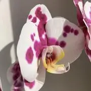 あきの画像