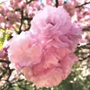 りんりんこの画像