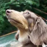 PKCの画像
