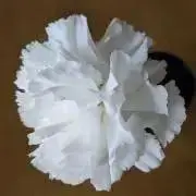 ＊パフェ＊の画像