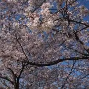 桜の画像