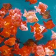 kakashiの画像
