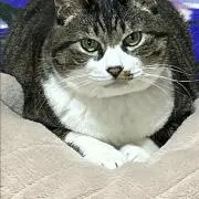 けんけんの画像