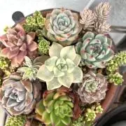 Image of 花すき(*^^*)