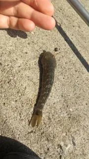パフューム
