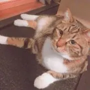 ちょこれ☆ぴあのの画像