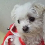 メルルン