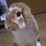 キンちゃん