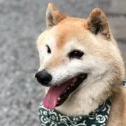 おにぎり