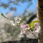 櫻（さくら）の画像