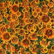 yellow24の画像