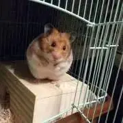 リカズの画像
