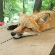 FOX2の画像