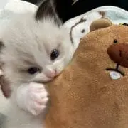 ちびまるの画像
