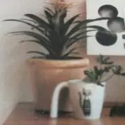 AYSゆり