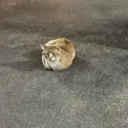 kenの画像