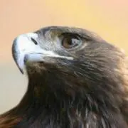 タキ