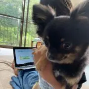 よもぎ