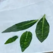 ちょぼの画像