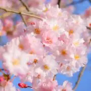 いろは
