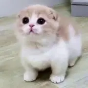あや