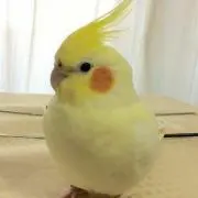 Saayaaの画像