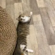 林檎の画像