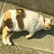 イヌ。
