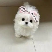 Aの画像