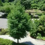あつこ
