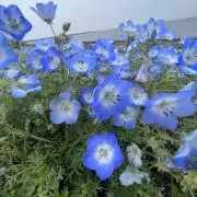 Bonの画像