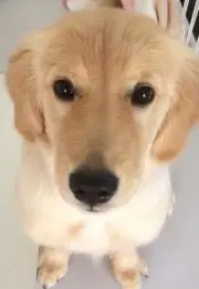 アカギレ
