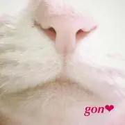 プロフ必読✳︎にゃんすき✳︎の画像