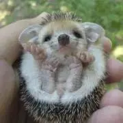 えびの画像