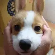 むぎ