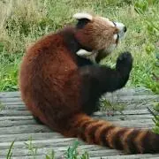 むーみー