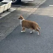にゃんこ