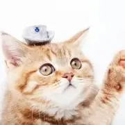 トモの画像