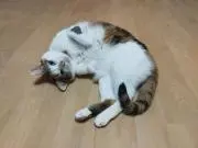 くららの画像