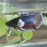 Tasuku@