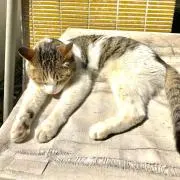 トシカリ
