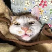 RFの画像
