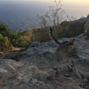Toropandaの画像