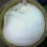 えのはな