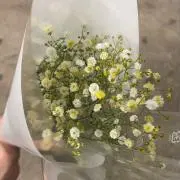 きいの画像