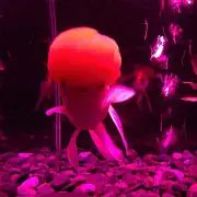 煮豆